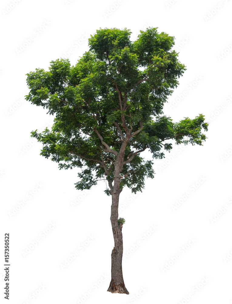 Obraz premium Isolated tree on white background