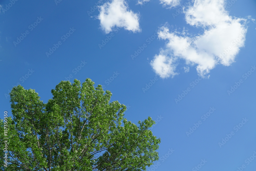 green tree, blue sky and white cloud green tree, blue sky and white cloud