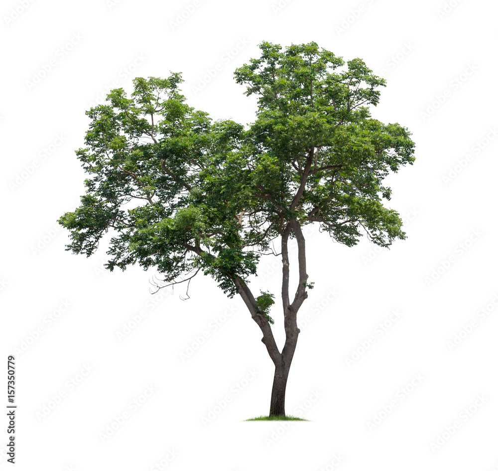 Fototapeta premium Isolated tree on white background