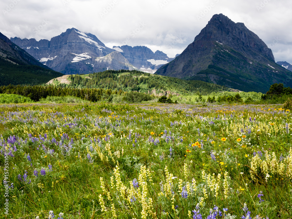 Wildflowers blooming in Glacier National Park, USA