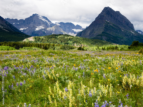 Wildflowers blooming in Glacier National Park, USA