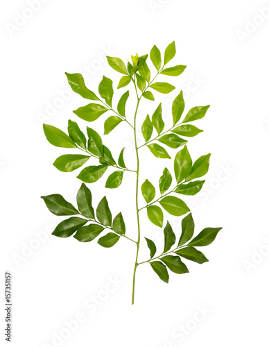 Isolated green tree leaf on white background