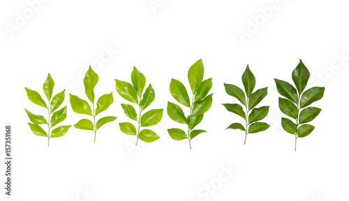 Collection of isolated green tree leaf on white background