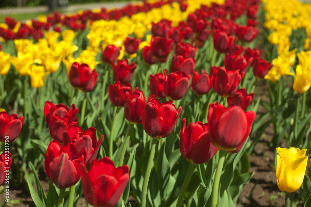 Blooming or blossom red and yellow tulips, spring background, concept of spring, renewal, heyday, horizontal