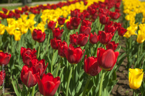 Blooming or blossom red and yellow tulips  spring background  concept of spring  renewal  heyday  horizontal