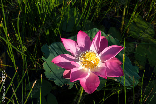 Background is the lotus leaf and lotus flower and lotus bud