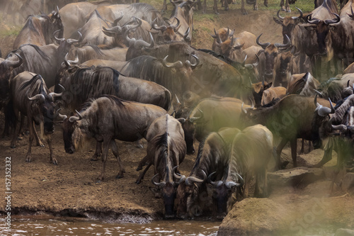 Herds of  Wildebeest on the banks of the Mara River.