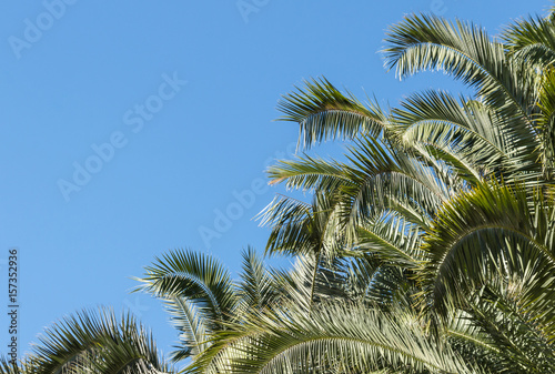 palm tree canopy against blue sky