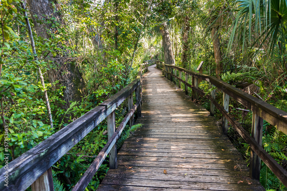 Fototapeta premium Szlak dżungli