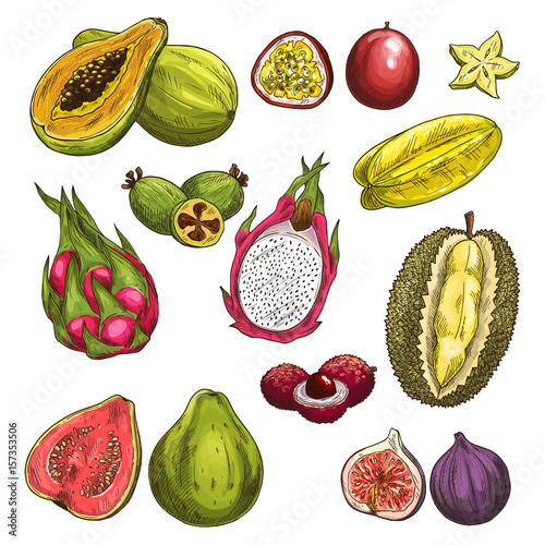 Vector sketch icons of exotic tropical fruits