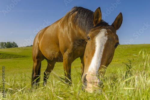 A horse graze on a meadow on a sunny spring morning
