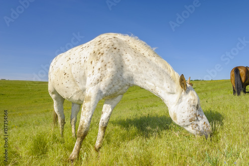 Fototapeta Naklejka Na Ścianę i Meble -  Horses grazing on a meadow on a sunny spring morning