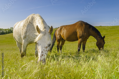 Horses grazing on a meadow on a sunny spring morning