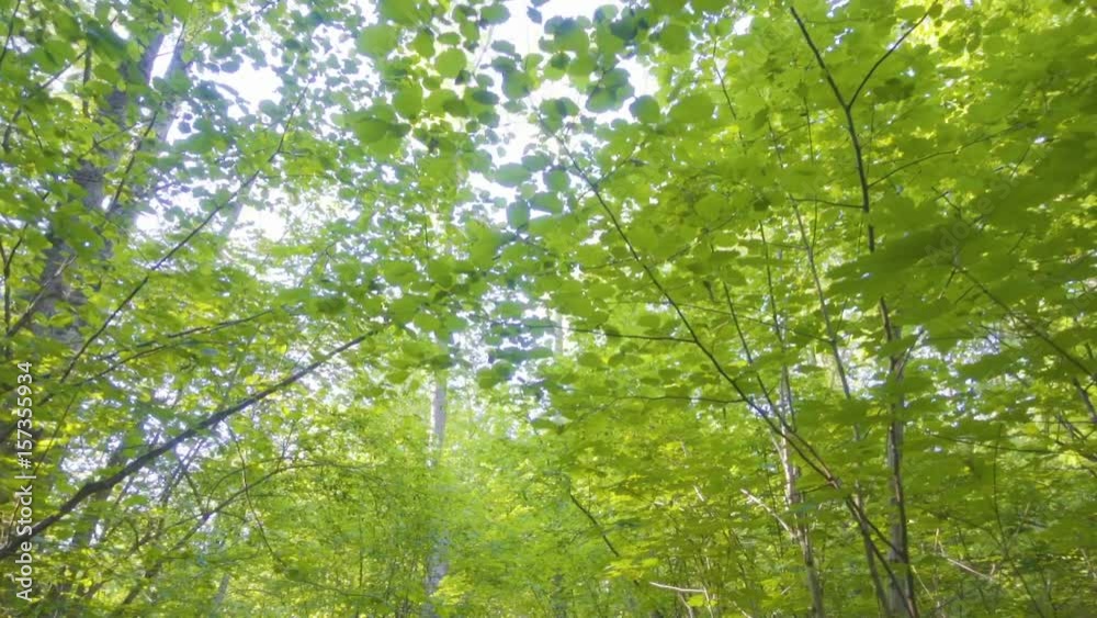 Sunlight makes its way through the leaves of the trees. Solar glare in a dense forest. Tree with green Leaves and sunlight. Bottom view. Sunlight makes its way through the leaves of the trees. Solar glare in a dense forest. Tree with green Leaves and sunlight. Bottom view.