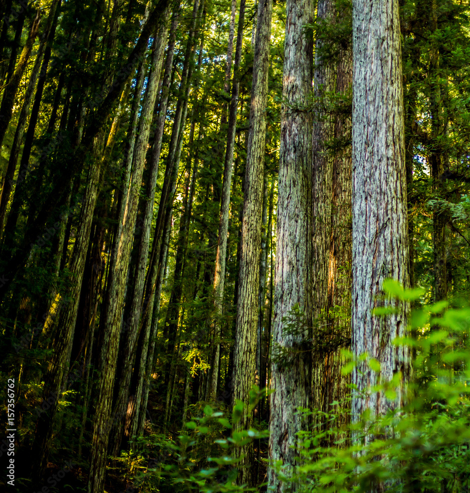 Obraz premium Redwood Trees
