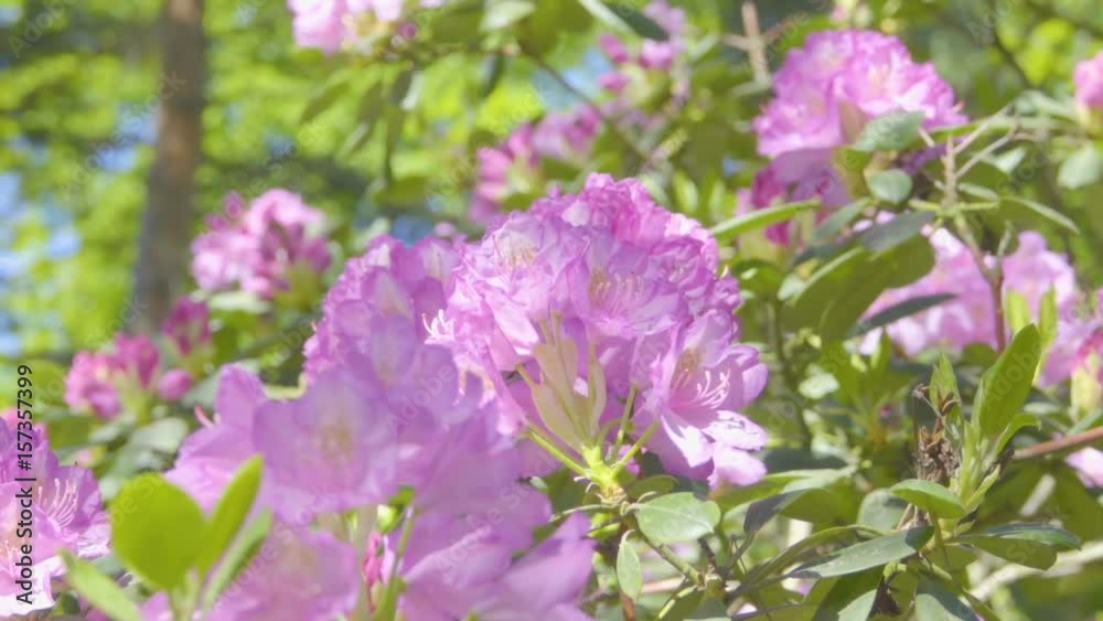Bright pink big flowers on a green branch on a sunny day. Bright pink big flowers on a green branch on a sunny day.