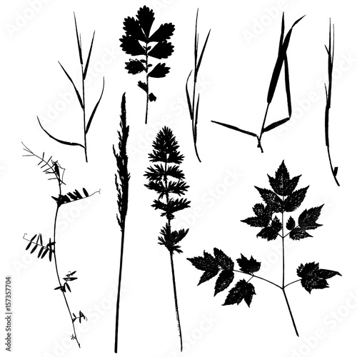 Set of plants and leaves silhouettes
