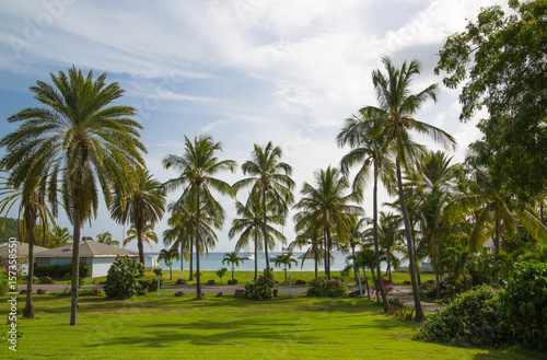 Antigua, Caribbean islands, English Harbour. Idyllic tropical palm garden in the the Freeman’s bay 