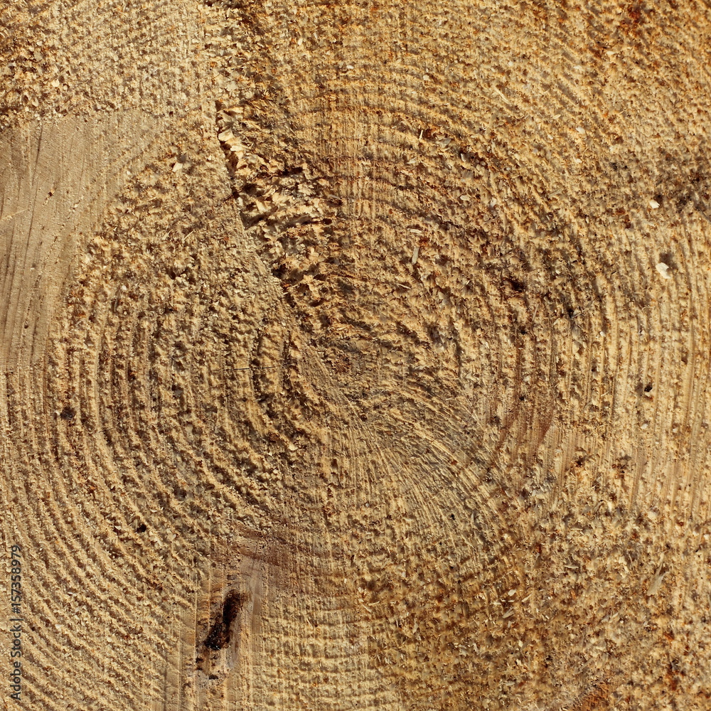 Fototapeta premium texture of wood cut