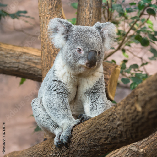 Koala, Phascolarctos cinereus, sitting on a tree