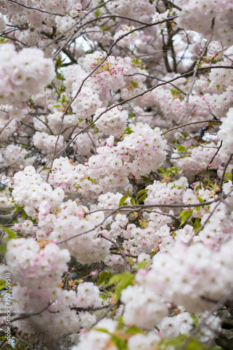 Beautiful tree blossoms
