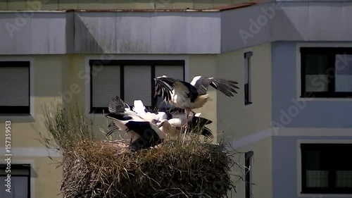 Ein Weißstorch landet mit Futter im Schnabel beim Nachwuchs im Nest photo