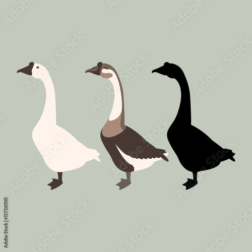 Fotografia, Obraz goose vector illustration style Flat set silhouette