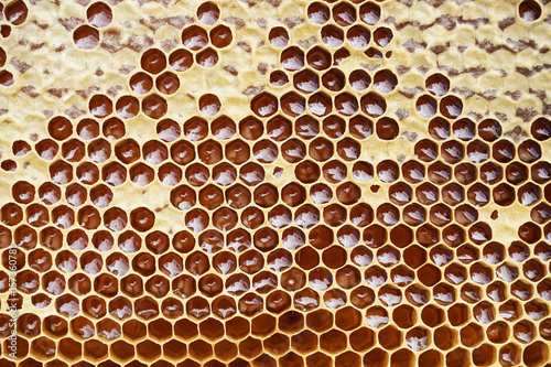 honeycomb with honey