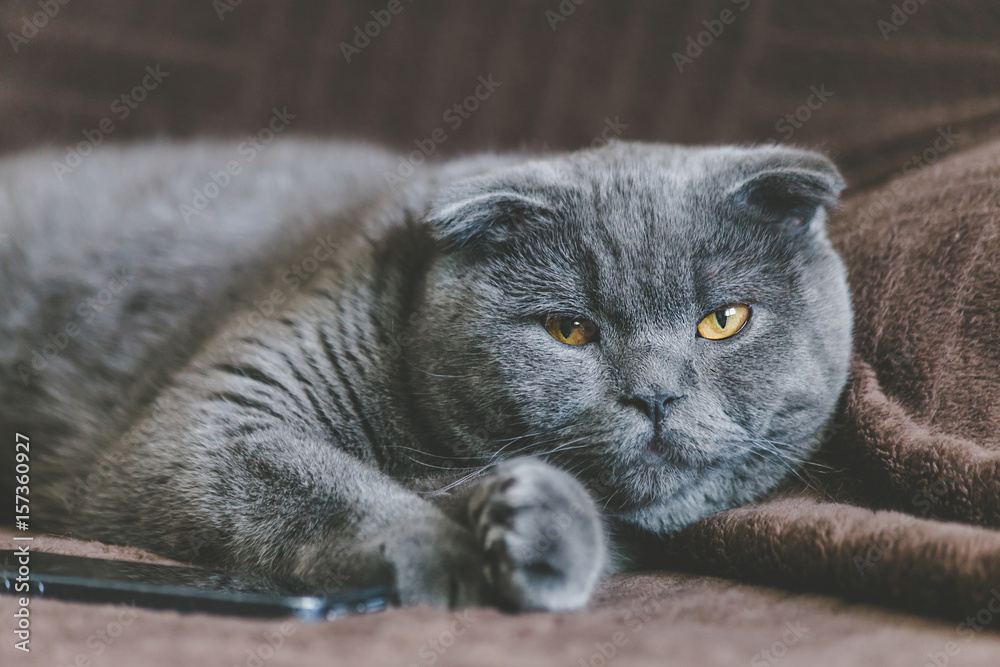 British Grey cat. Cat watching TV and relaxing on the couch. Soft focus