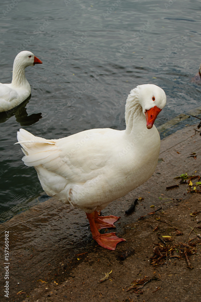Obraz premium White goose near river