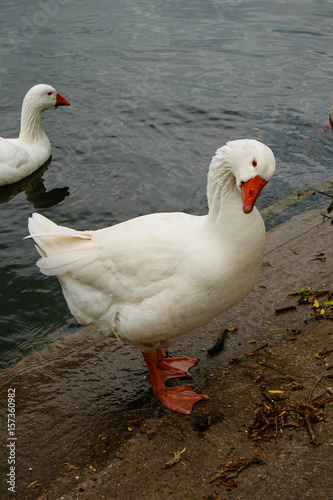 White goose near river