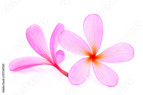 frangipani or plumeria (tropical flowers) isolated on white background