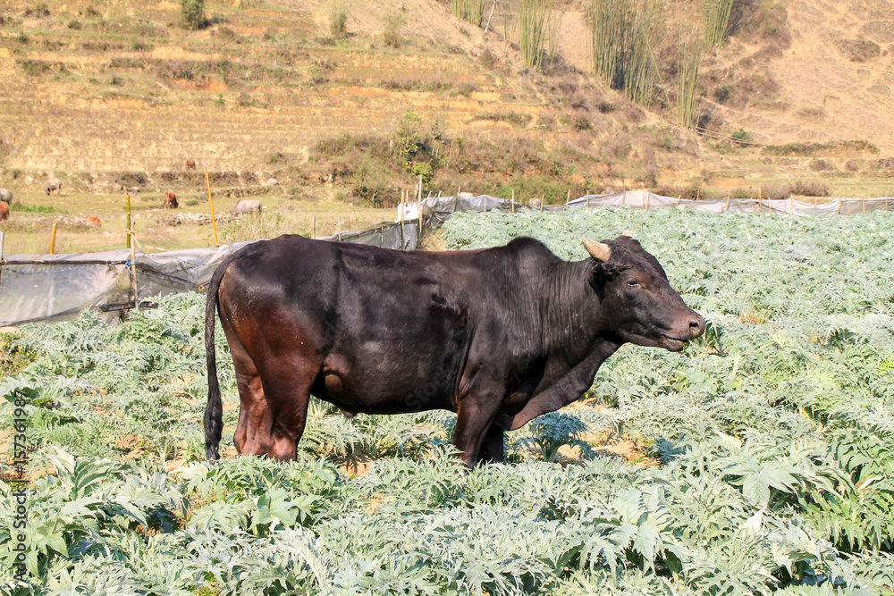 Fototapeta premium Cow resting in cabbage field in Sapa, Vietnam