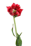 Single red full tulip isolated on a white background