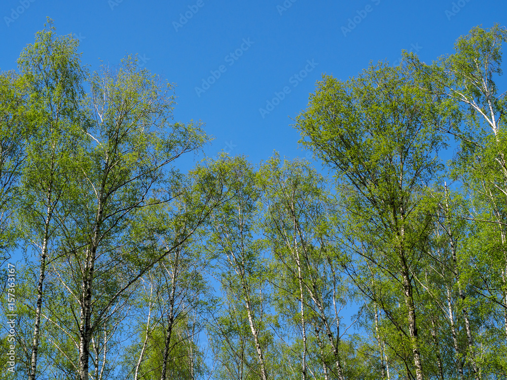 Trees with young foliage against the blue sky. Trees with young foliage against the blue sky.