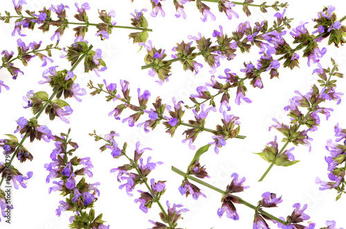 purple salvia flowers background texture  isolated white background