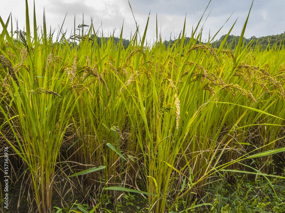 Obraz premium 稲の実り