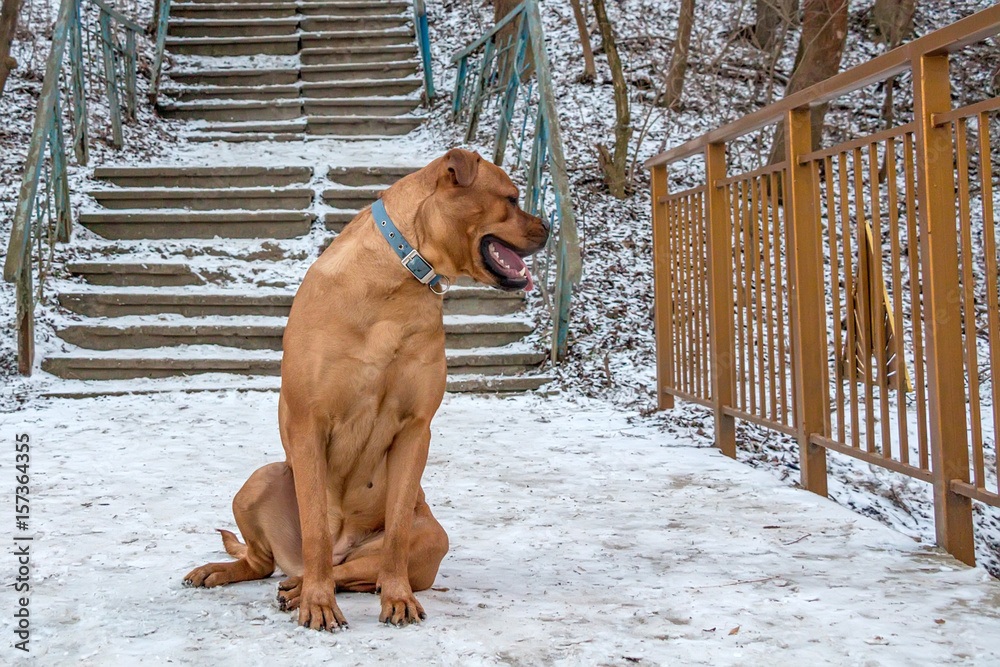 Bullmastiff dog sits on the ground Bullmastiff dog sits on the ground