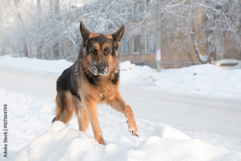 Dog german shepherd on snow