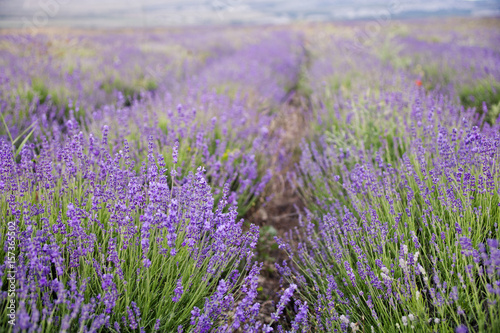 Blooming lavender bush flowers field