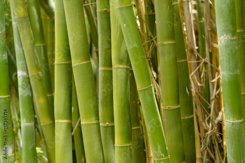Fototapeta Naklejka Na Ścianę i Meble -  Bamboo shoots growing in Australia.