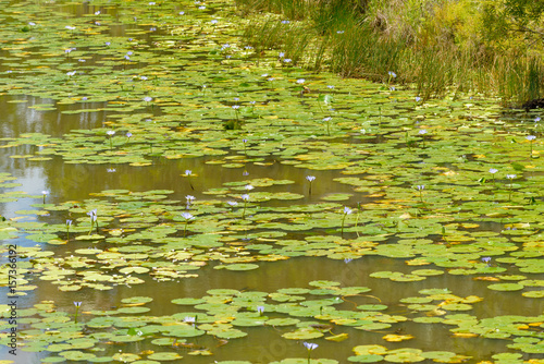 Water lilies growing in a pond in Australia.