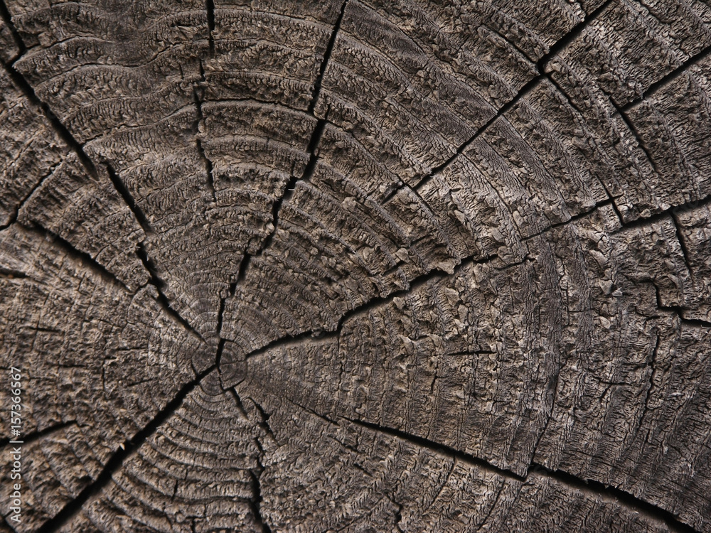 The texture of old wood, wood block