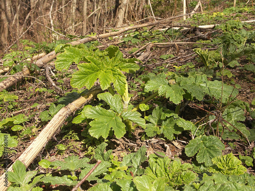 Sosnowsky hogweed (Heracleum sosnowskyi) stems and leaves in spring photo