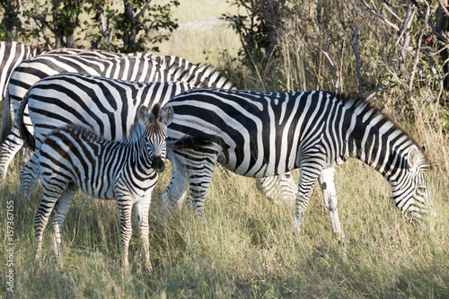 Zebra Okavango Delta Botswana