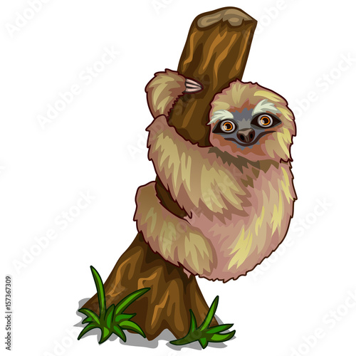 Cute sloth clinging to the trunk of tree. Vector