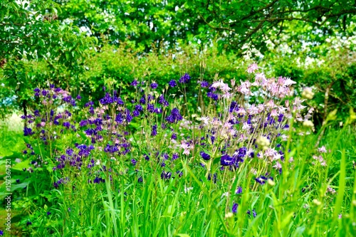 Fototapeta Naklejka Na Ścianę i Meble -  Grußkarte - Sommer im Garten - Blumen Akelei