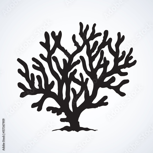 Coral. Vector drawing