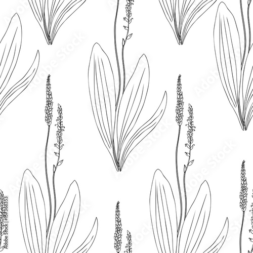 Seamless herbal pattern  Great plantain  Plantago major medicinal plant wild field flower isolated on white background  hand drawn vector doodle ink sketch for design package tea  cosmetics  medicine