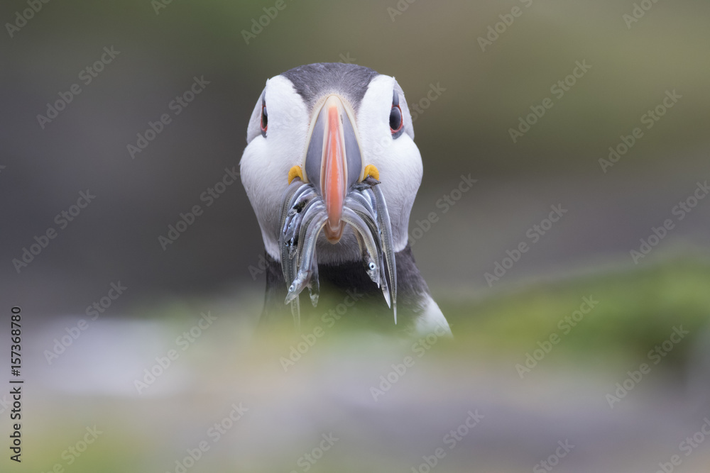 Puffin Stock-Foto | Adobe Stock